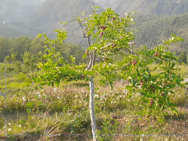 बैतडीको सतबाँझमा फेरि  फल्न थाल्यो स्याउ 